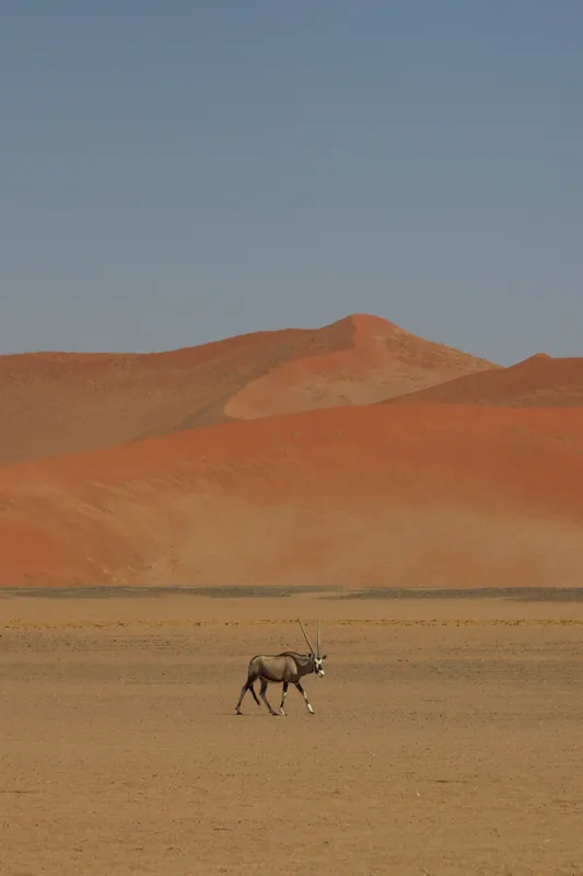 Tablou Canvas, "Oryx singur în deșertul arid", Deșert, Antilopă, Dune, Singurătate, Cer, Ariditate, Natură, Savană., 26 x 39 cm – poza 2