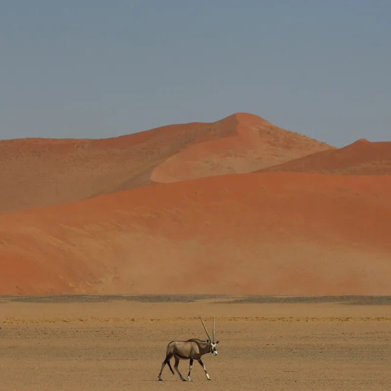 Tablou Canvas, "Oryx singur în deșertul arid", Deșert, Antilopă, Dune, Singurătate, Cer, Ariditate, Natură, Savană., 50 x 50 cm – poza 2
