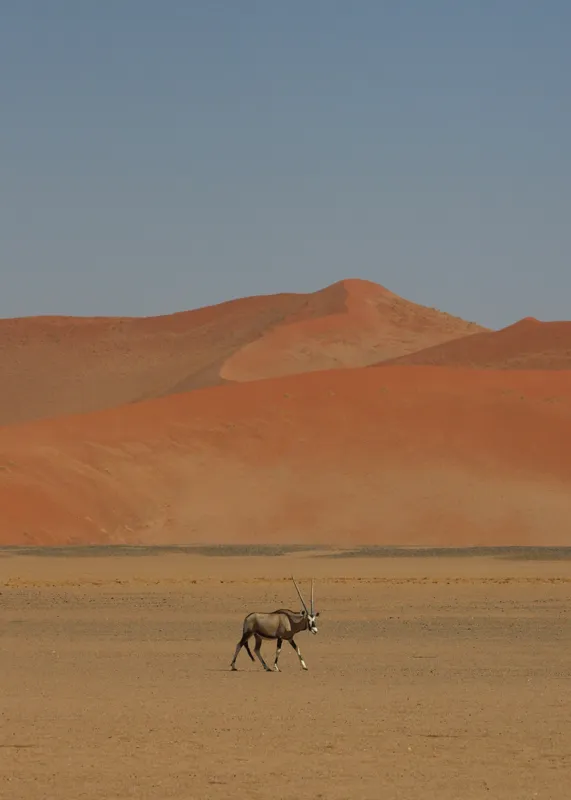 Tablou Canvas, "Oryx singur în deșertul arid", Deșert, Antilopă, Dune, Singurătate, Cer, Ariditate, Natură, Savană., 50 x 70 cm – poza 2