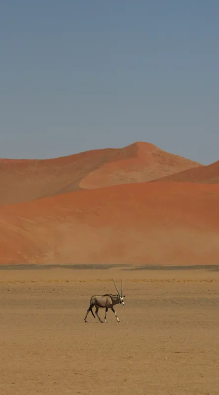 Tablou Canvas, "Oryx singur în deșertul arid", Deșert, Antilopă, Dune, Singurătate, Cer, Ariditate, Natură, Savană., 50 x 90 cm – poza 2
