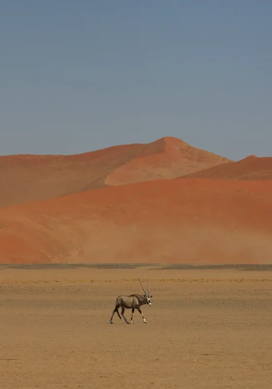 Tablou Canvas, "Oryx singur în deșertul arid", Deșert, Antilopă, Dune, Singurătate, Cer, Ariditate, Natură, Savană., 70 x 100 cm – poza 2