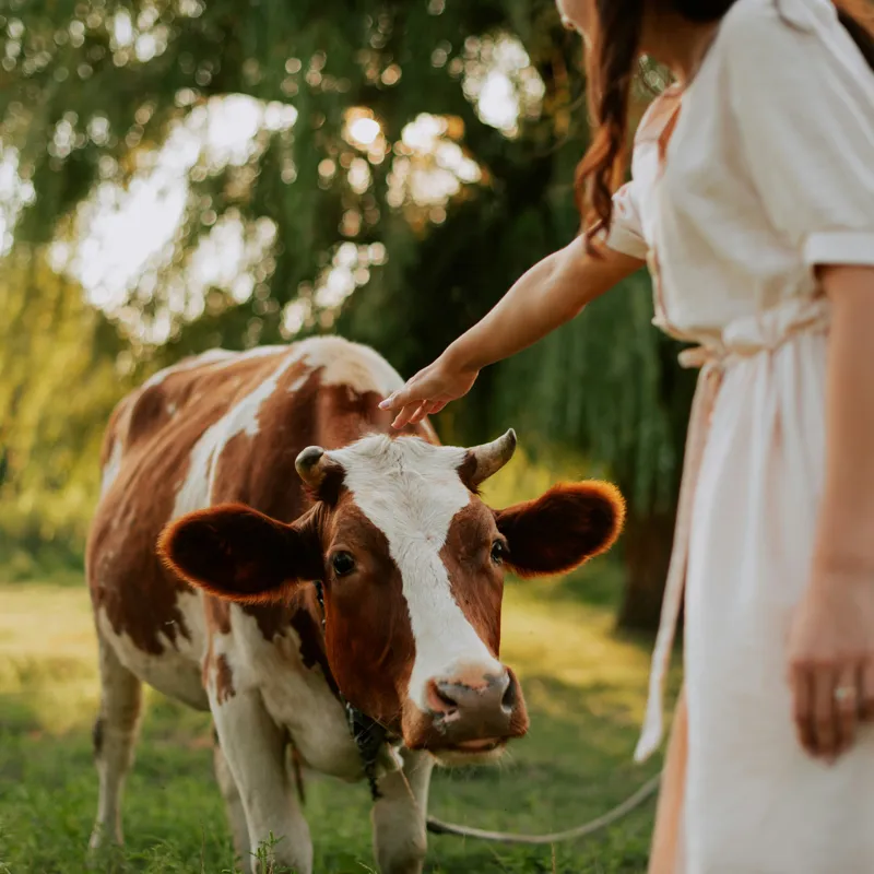 Tablou Canvas, "Nu știu cine este în fotografie.", Nu pot identifica persoanele din imagine, dar pot spune că este o scenă liniștită într-un peisaj rural, cu o vacă și o persoană interacționând., 100 x 100 cm – poza 2