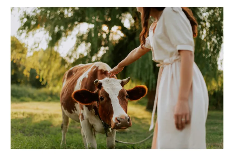 Tablou Canvas, "Nu știu cine este în fotografie.", Nu pot identifica persoanele din imagine, dar pot spune că este o scenă liniștită într-un peisaj rural, cu o vacă și o persoană interacționând., 100 x 70 cm