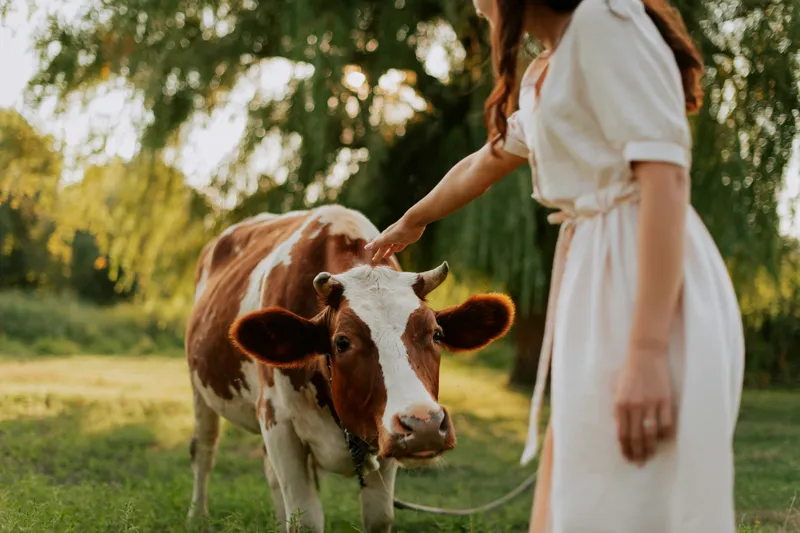 Tablou Canvas, "Nu știu cine este în fotografie.", Nu pot identifica persoanele din imagine, dar pot spune că este o scenă liniștită într-un peisaj rural, cu o vacă și o persoană interacționând., 150 x 100 cm – poza 2
