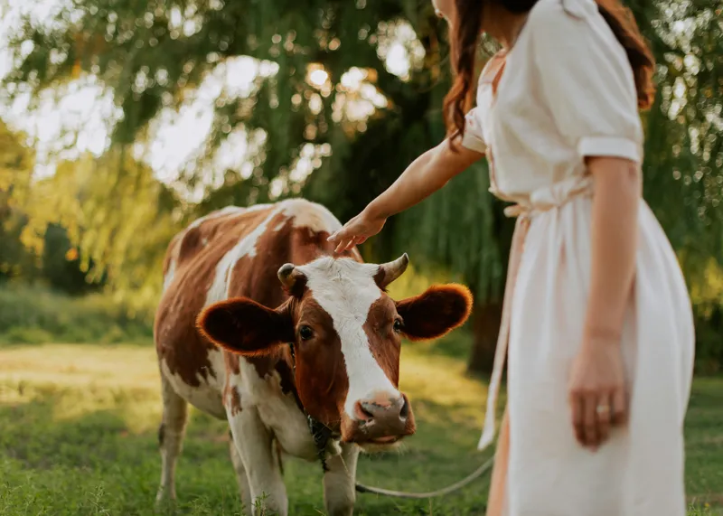 Tablou Canvas, "Nu știu cine este în fotografie.", Nu pot identifica persoanele din imagine, dar pot spune că este o scenă liniștită într-un peisaj rural, cu o vacă și o persoană interacționând., 70 x 50 cm – poza 2