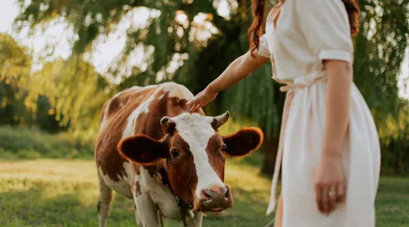 Tablou Canvas, "Nu știu cine este în fotografie.", Nu pot identifica persoanele din imagine, dar pot spune că este o scenă liniștită într-un peisaj rural, cu o vacă și o persoană interacționând., 90 x 50 cm – poza 2