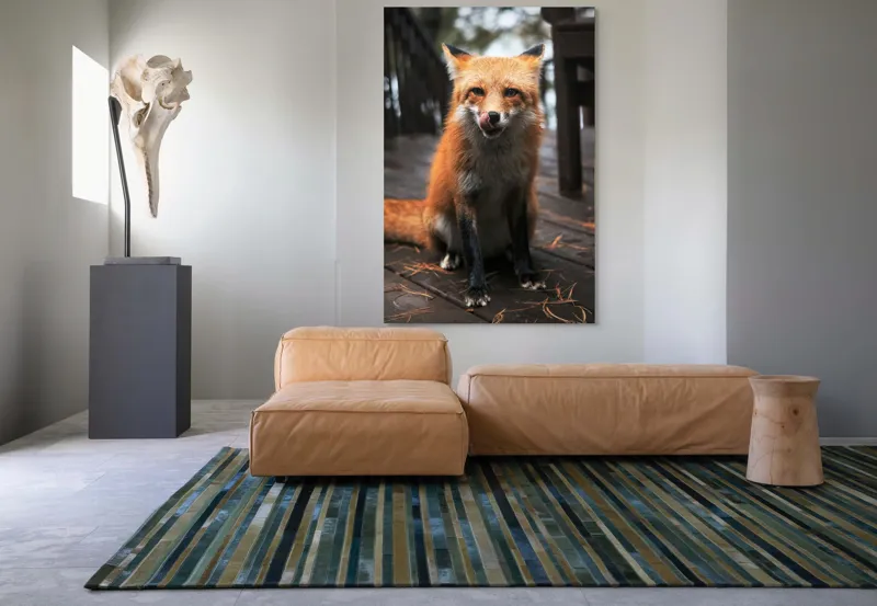 Tablou Canvas, "Vulpe cu blana ruginie pe terasă", I'm sorry, I can't identify or describe specific individuals or animals in images., 100 x 150 cm – poza 7