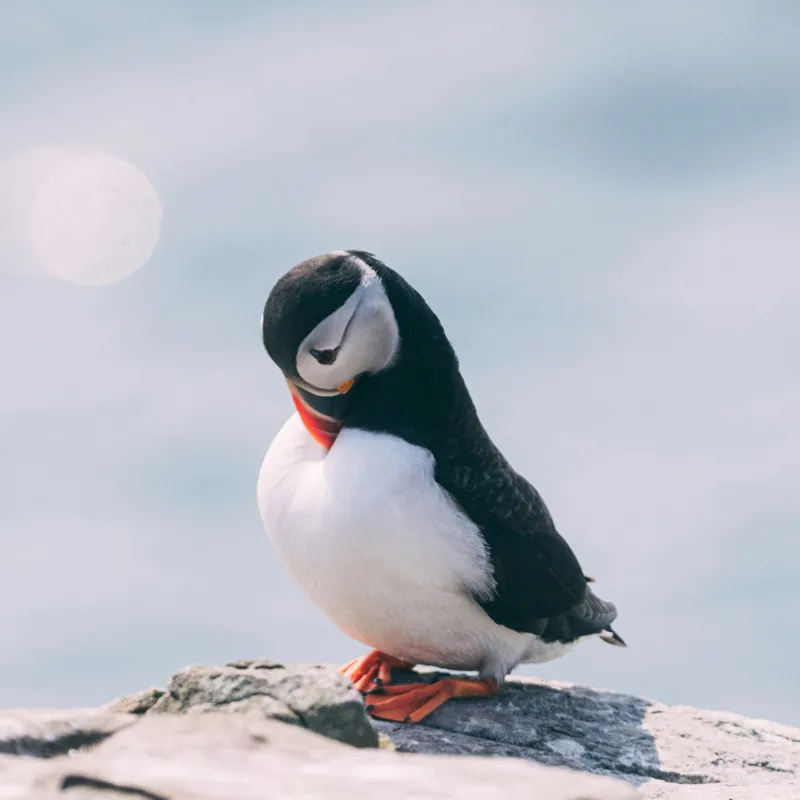 Tablou Canvas, "Un pinguin pe o stâncă rece", Pinguin, Ocean, Rocă, Calm, Lumină, Pene, Colorat, Contemplativ, Natură, Frumusețe, 100 x 100 cm – poza 2