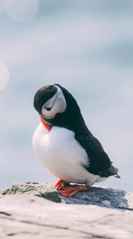 Tablou Canvas, "Un pinguin pe o stâncă rece", Pinguin, Ocean, Rocă, Calm, Lumină, Pene, Colorat, Contemplativ, Natură, Frumusețe, 50 x 90 cm – poza 2