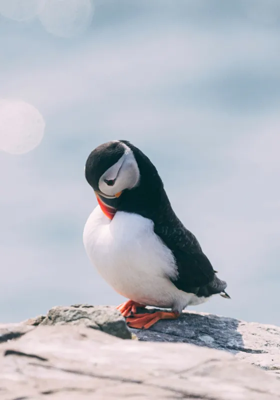 Tablou Canvas, "Un pinguin pe o stâncă rece", Pinguin, Ocean, Rocă, Calm, Lumină, Pene, Colorat, Contemplativ, Natură, Frumusețe, 70 x 100 cm – poza 2