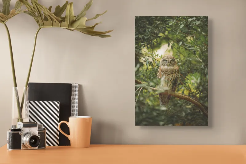 Tablou Canvas, "Bufniță în pădurea liniștită ", Bufniță, Frunziș, Somnoroasă, Crepuscul, Liniște, Natură, Ramură, Camuflaj, Pene, 26 x 39 cm – poza 3