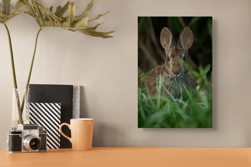 Tablou Canvas, "Urechile curioase ale iepurelui atent", Iepure, Urechi, Blană, Verdeață, Ochii Curioși, Natură, Fundal Neclar, Animal Sălbatic, Fire De Iarbă, 26 x 39 cm – poza 3