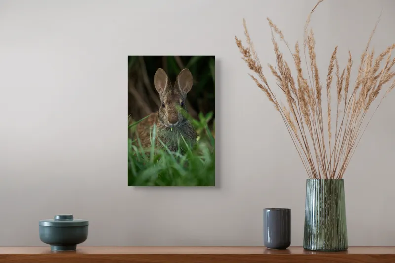 Tablou Canvas, "Urechile curioase ale iepurelui atent", Iepure, Urechi, Blană, Verdeață, Ochii Curioși, Natură, Fundal Neclar, Animal Sălbatic, Fire De Iarbă, 26 x 39 cm – poza 5