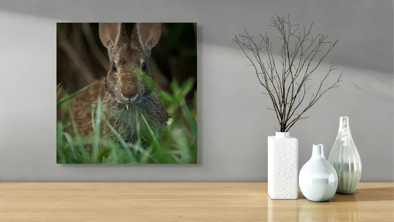 Tablou Canvas, "Urechile curioase ale iepurelui atent", Iepure, Urechi, Blană, Verdeață, Ochii Curioși, Natură, Fundal Neclar, Animal Sălbatic, Fire De Iarbă, 50 x 50 cm – poza 3