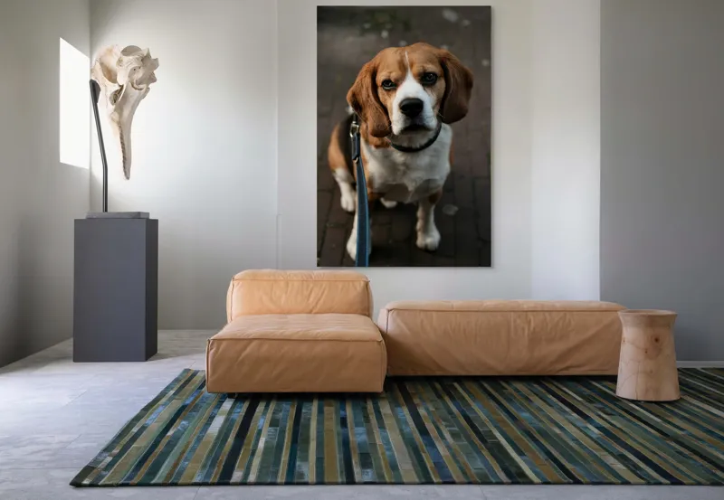 Tablou Canvas, "Beagle privind încrezător spre tine", Nu știu cine este în imagine., 100 x 150 cm – poza 7