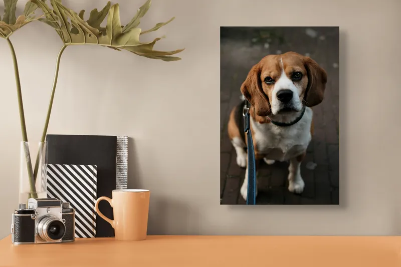 Tablou Canvas, "Beagle privind încrezător spre tine", Nu știu cine este în imagine., 26 x 39 cm – poza 3