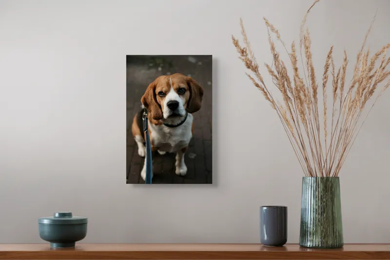 Tablou Canvas, "Beagle privind încrezător spre tine", Nu știu cine este în imagine., 26 x 39 cm – poza 5