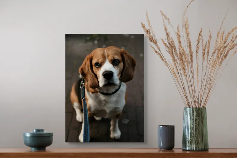 Tablou Canvas, "Beagle privind încrezător spre tine", Nu știu cine este în imagine., 39 x 54 cm – poza 3