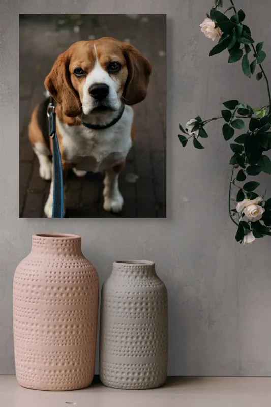 Tablou Canvas, "Beagle privind încrezător spre tine", Nu știu cine este în imagine., 39 x 54 cm – poza 6