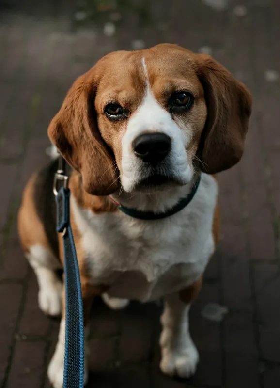 Tablou Canvas, "Beagle privind încrezător spre tine", Nu știu cine este în imagine., 39 x 54 cm – poza 2
