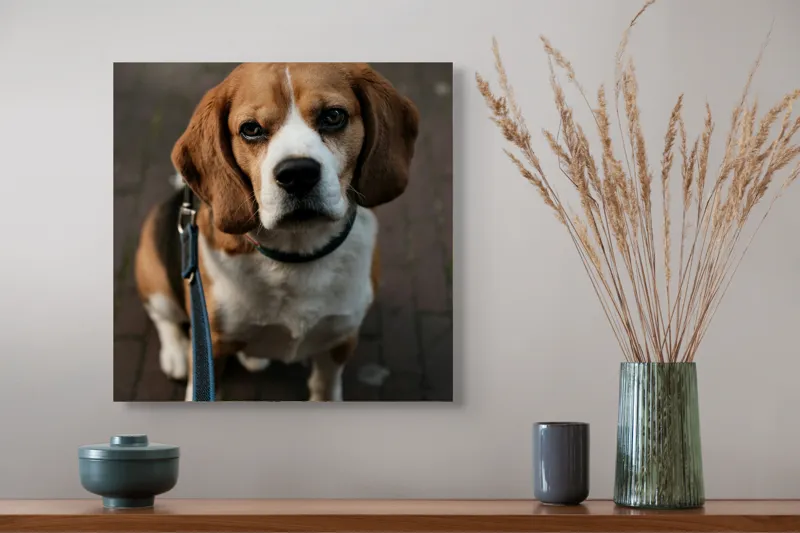 Tablou Canvas, "Beagle privind încrezător spre tine", Nu știu cine este în imagine., 50 x 50 cm – poza 4