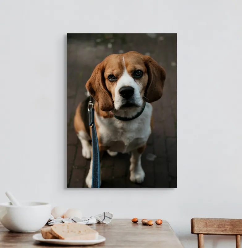 Tablou Canvas, "Beagle privind încrezător spre tine", Nu știu cine este în imagine., 50 x 70 cm – poza 3