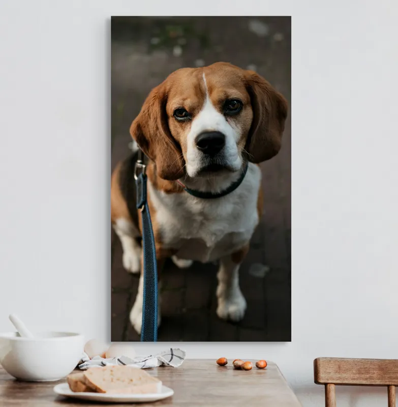 Tablou Canvas, "Beagle privind încrezător spre tine", Nu știu cine este în imagine., 50 x 90 cm – poza 3