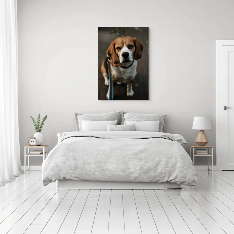 Tablou Canvas, "Beagle privind încrezător spre tine", 70 x 100 cm – poza 3