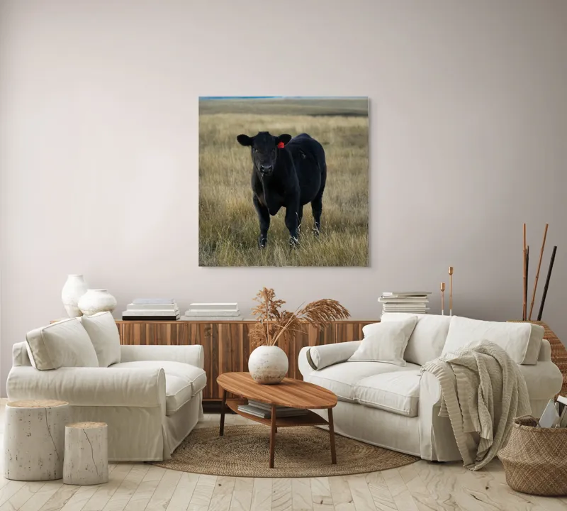 Tablou Canvas, "Vițelul în lumina asfințitului", Negru, Vaci, Prerie, Etichetă, Apus, Câmpii, Iarbă, Singurătate, Siluetă, Culoare, Silențios, 100 x 100 cm – poza 3