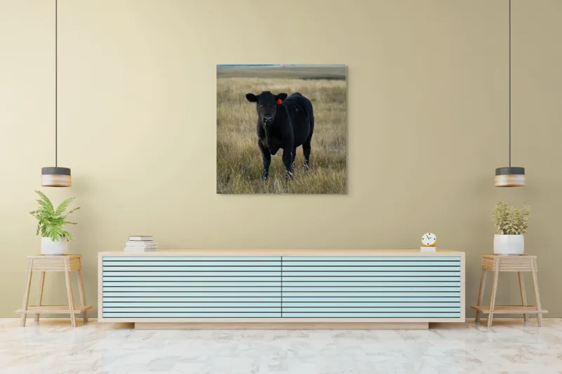 Tablou Canvas, "Vițelul în lumina asfințitului", Negru, Vaci, Prerie, Etichetă, Apus, Câmpii, Iarbă, Singurătate, Siluetă, Culoare, Silențios, 100 x 100 cm – poza 5