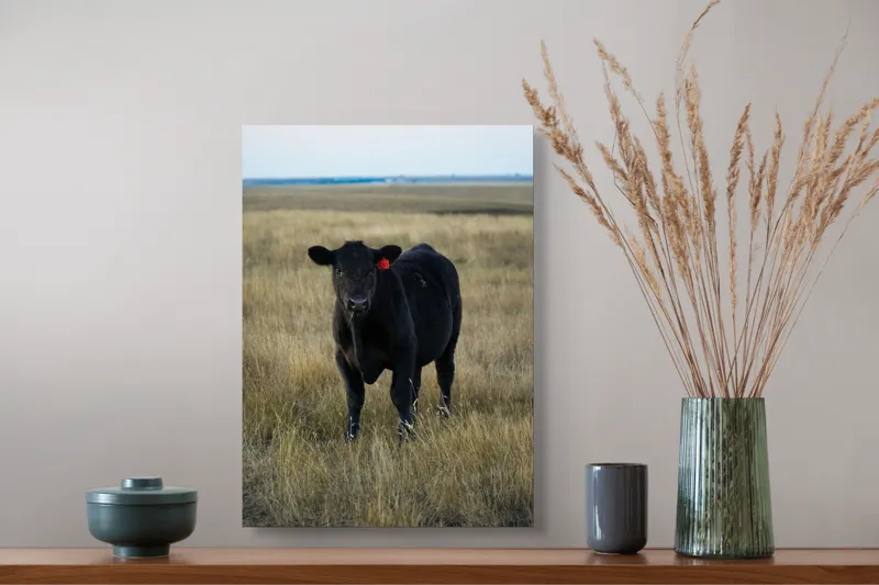 Tablou Canvas, "Vițelul în lumina asfințitului", Negru, Vaci, Prerie, Etichetă, Apus, Câmpii, Iarbă, Singurătate, Siluetă, Culoare, Silențios, 39 x 54 cm – poza 3