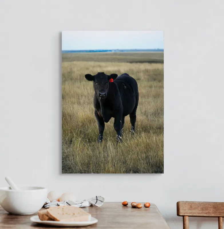 Tablou Canvas, "Vițelul în lumina asfințitului", Negru, Vaci, Prerie, Etichetă, Apus, Câmpii, Iarbă, Singurătate, Siluetă, Culoare, Silențios, 50 x 70 cm – poza 3