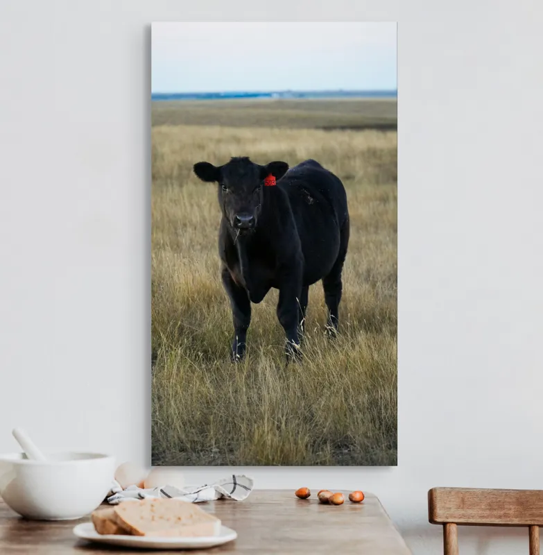 Tablou Canvas, "Vițelul în lumina asfințitului", Negru, Vaci, Prerie, Etichetă, Apus, Câmpii, Iarbă, Singurătate, Siluetă, Culoare, Silențios, 50 x 90 cm – poza 3