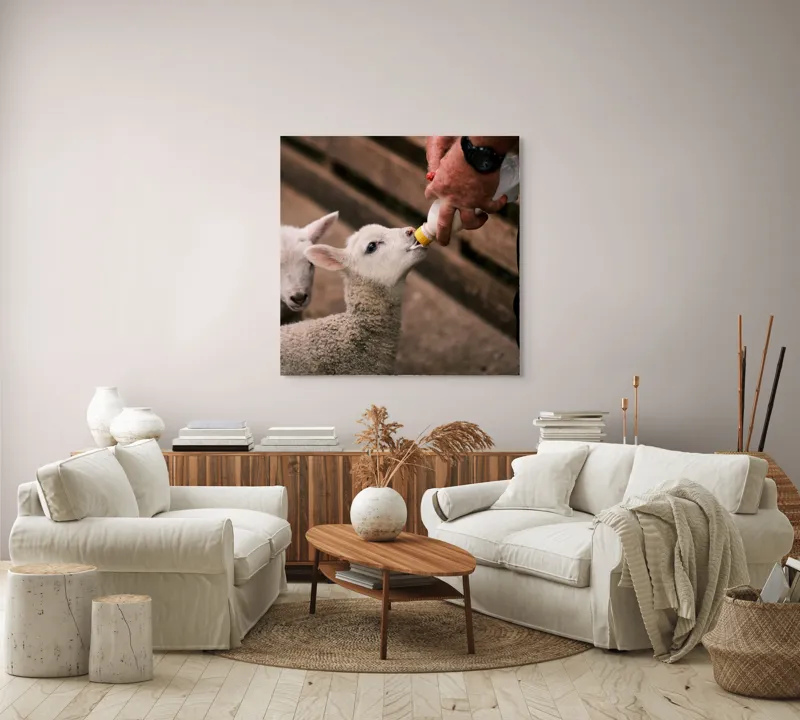 Tablou Canvas, "Mieluț hrănit cu biberonul alb", Miel, Hrănire, Om, Biberon, Grijă, Adăpost, Blană, Îngrijire, 100 x 100 cm – poza 3