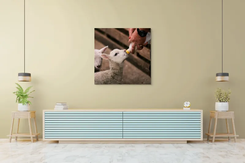 Tablou Canvas, "Mieluț hrănit cu biberonul alb", Miel, Hrănire, Om, Biberon, Grijă, Adăpost, Blană, Îngrijire, 100 x 100 cm – poza 5