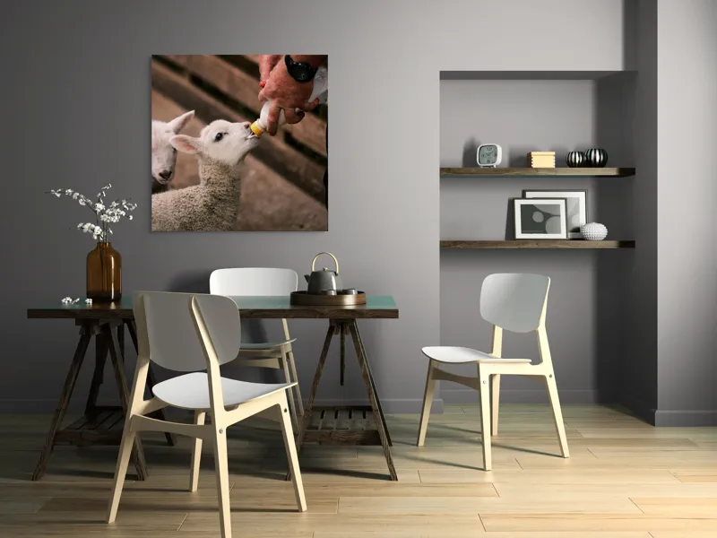 Tablou Canvas, "Mieluț hrănit cu biberonul alb", Miel, Hrănire, Om, Biberon, Grijă, Adăpost, Blană, Îngrijire, 100 x 100 cm – poza 6