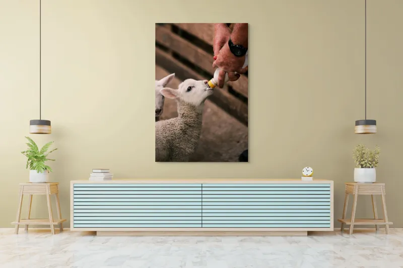 Tablou Canvas, "Mieluț hrănit cu biberonul alb", Miel, Hrănire, Om, Biberon, Grijă, Adăpost, Blană, Îngrijire, 100 x 150 cm – poza 4