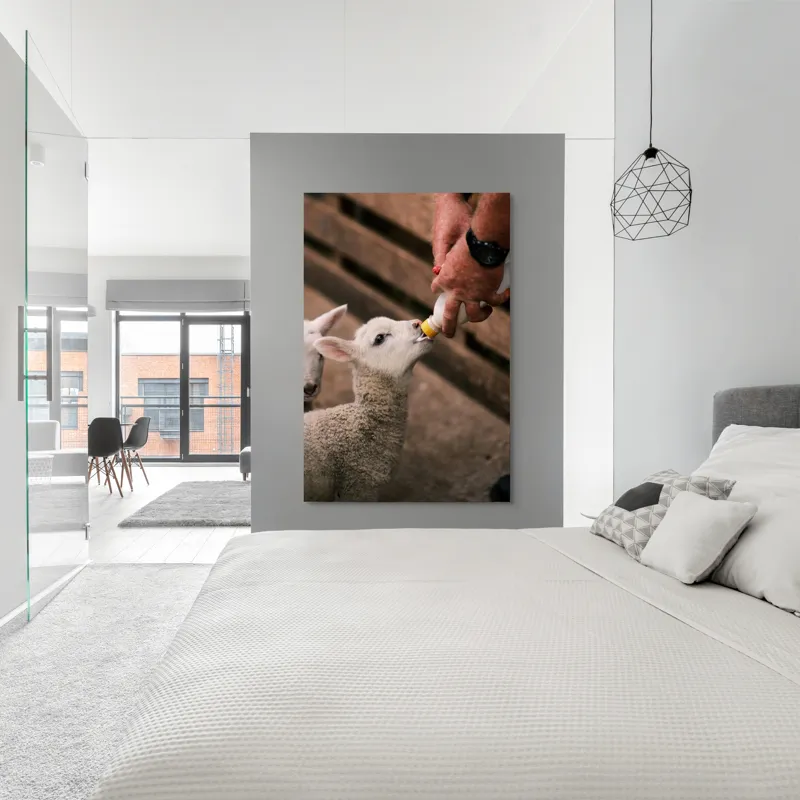 Tablou Canvas, "Mieluț hrănit cu biberonul alb", Miel, Hrănire, Om, Biberon, Grijă, Adăpost, Blană, Îngrijire, 100 x 150 cm – poza 5