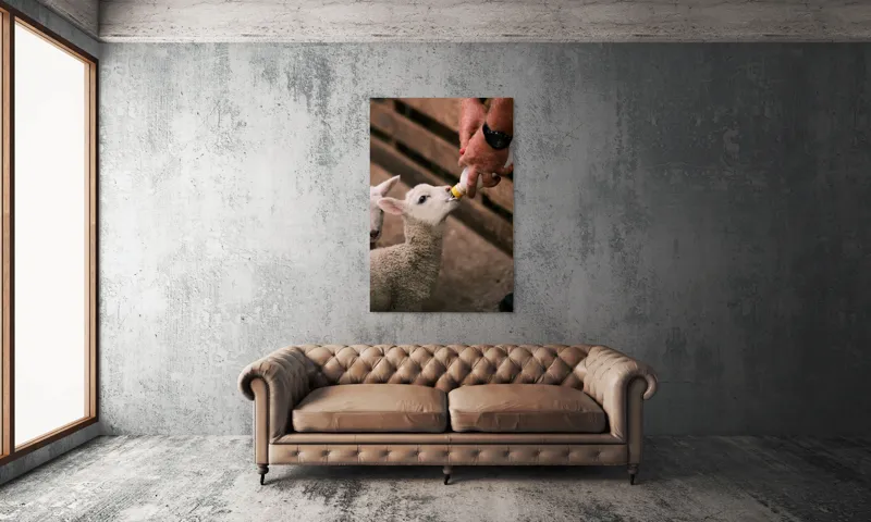 Tablou Canvas, "Mieluț hrănit cu biberonul alb", Miel, Hrănire, Om, Biberon, Grijă, Adăpost, Blană, Îngrijire, 100 x 150 cm – poza 6
