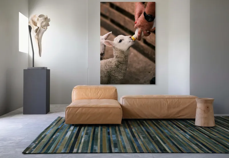 Tablou Canvas, "Mieluț hrănit cu biberonul alb", Miel, Hrănire, Om, Biberon, Grijă, Adăpost, Blană, Îngrijire, 100 x 150 cm – poza 7
