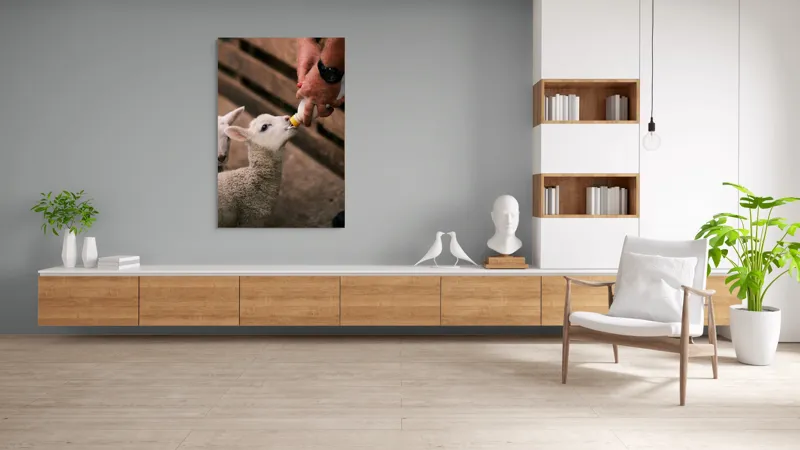 Tablou Canvas, "Mieluț hrănit cu biberonul alb", Miel, Hrănire, Om, Biberon, Grijă, Adăpost, Blană, Îngrijire, 100 x 150 cm – poza 8