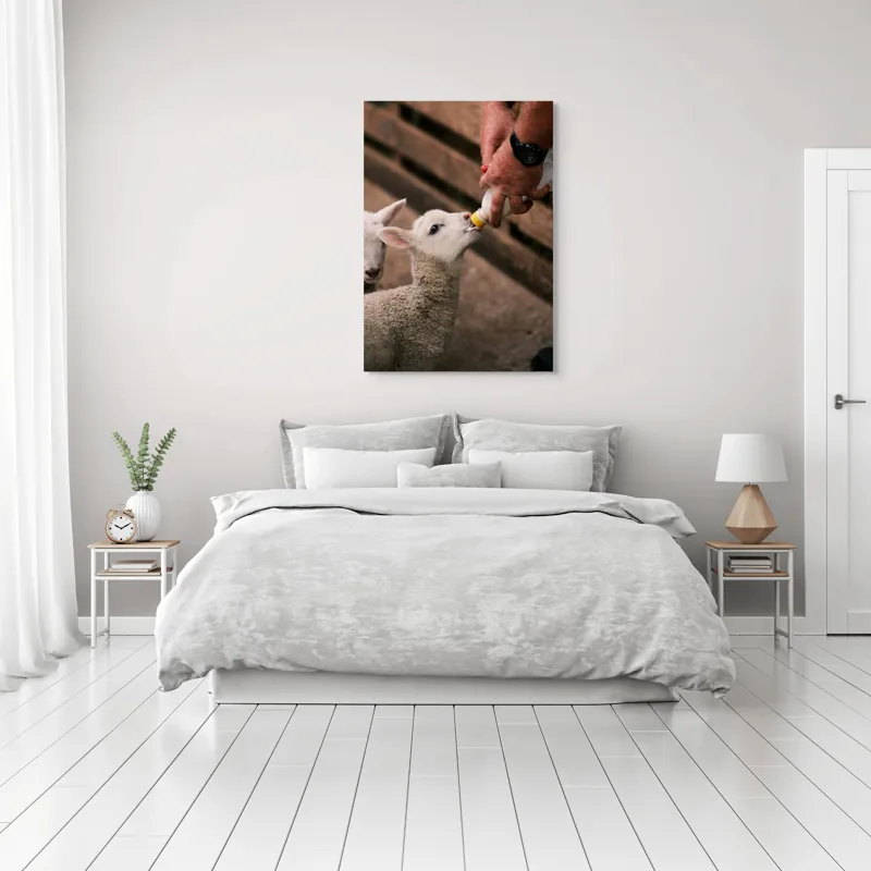 Tablou Canvas, "Mieluț hrănit cu biberonul alb", Miel, Hrănire, Om, Biberon, Grijă, Adăpost, Blană, Îngrijire, 70 x 100 cm – poza 3