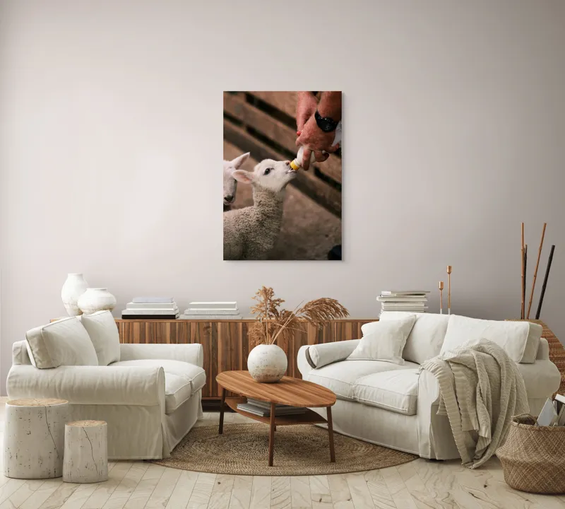Tablou Canvas, "Mieluț hrănit cu biberonul alb", Miel, Hrănire, Om, Biberon, Grijă, Adăpost, Blană, Îngrijire, 70 x 100 cm – poza 4