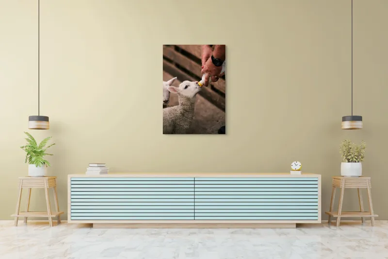 Tablou Canvas, "Mieluț hrănit cu biberonul alb", Miel, Hrănire, Om, Biberon, Grijă, Adăpost, Blană, Îngrijire, 70 x 100 cm – poza 5