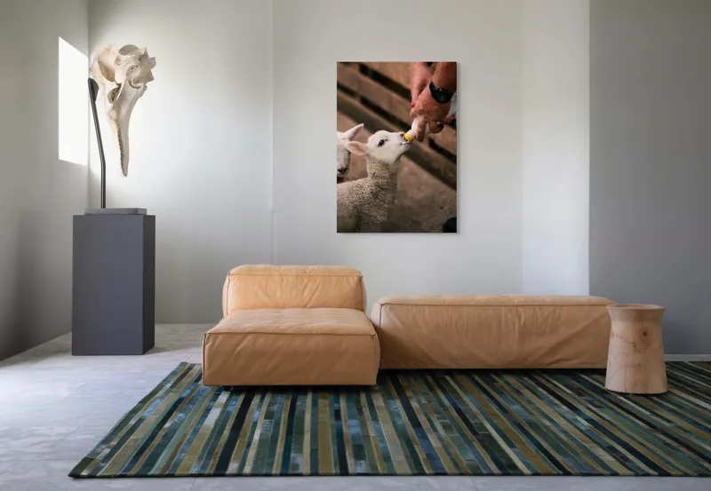 Tablou Canvas, "Mieluț hrănit cu biberonul alb", Miel, Hrănire, Om, Biberon, Grijă, Adăpost, Blană, Îngrijire, 70 x 100 cm – poza 7