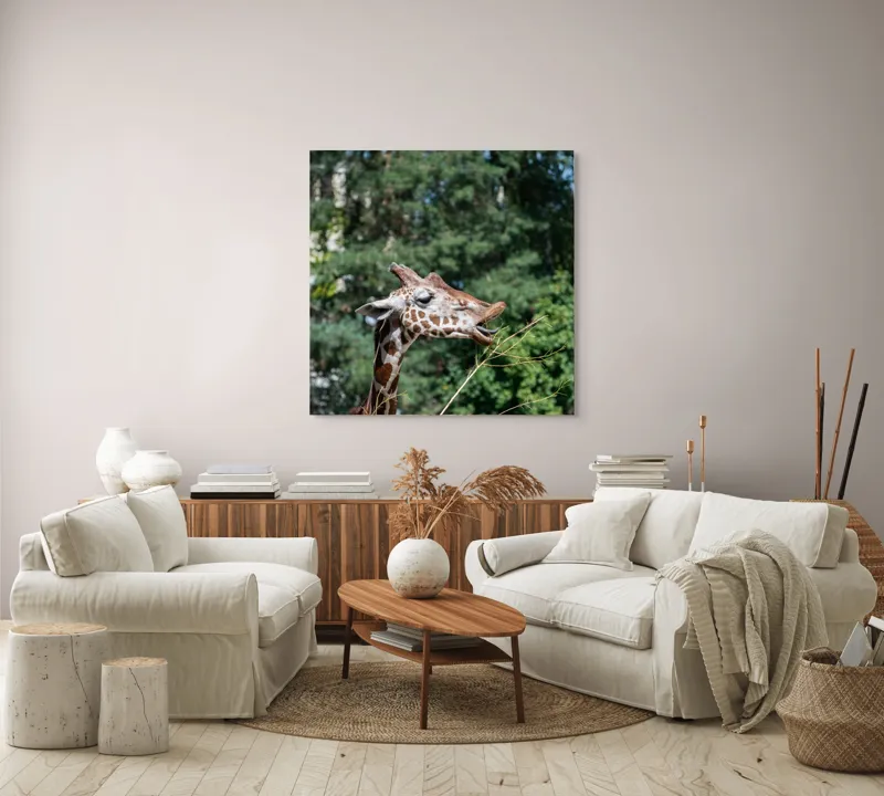Tablou Canvas, "Girafa savurând hrana sănătoasă", Giraffe, Tree, Leaves, Tall, Nature, Spots, Branches, Green, Wildlife, 100 x 100 cm – poza 3