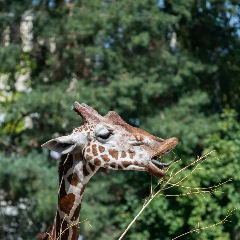 Tablou Canvas, "Girafa savurând hrana sănătoasă", Giraffe, Tree, Leaves, Tall, Nature, Spots, Branches, Green, Wildlife, 100 x 100 cm – poza 2