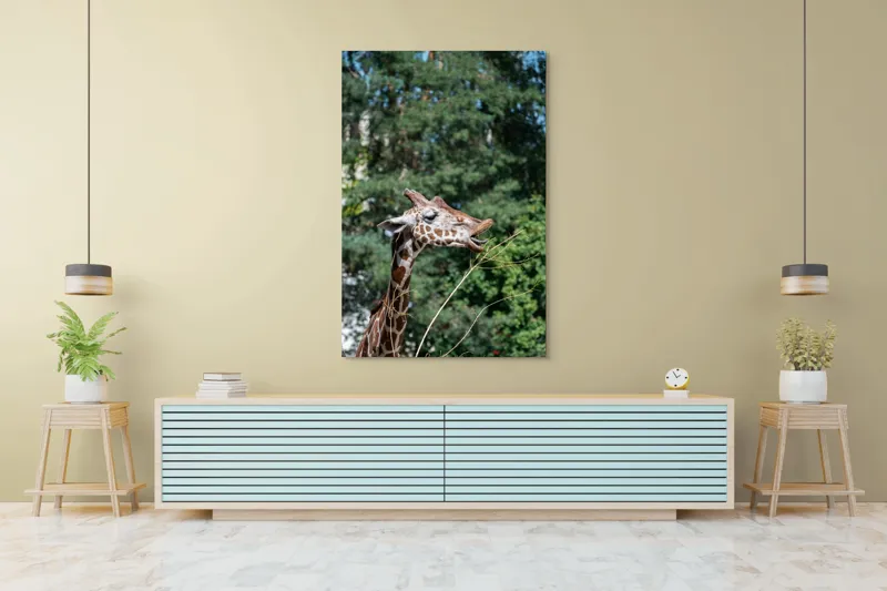 Tablou Canvas, "Girafa savurând hrana sănătoasă", Giraffe, Tree, Leaves, Tall, Nature, Spots, Branches, Green, Wildlife, 100 x 150 cm – poza 4