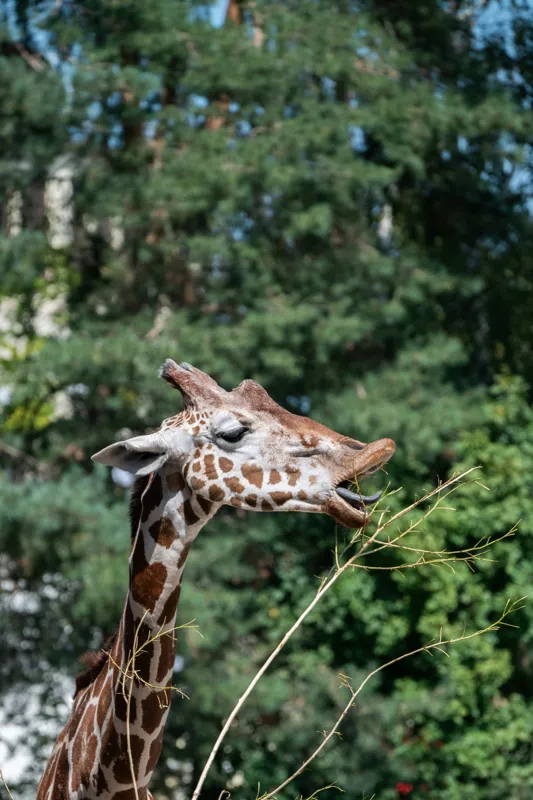 Tablou Canvas, "Girafa savurând hrana sănătoasă", Giraffe, Tree, Leaves, Tall, Nature, Spots, Branches, Green, Wildlife, 100 x 150 cm – poza 2