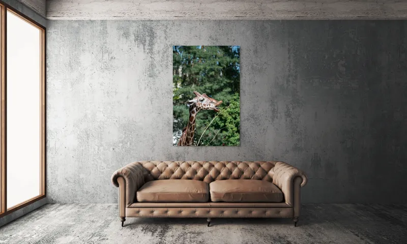 Tablou Canvas, "Girafa savurând hrana sănătoasă", Giraffe, Tree, Leaves, Tall, Nature, Spots, Branches, Green, Wildlife, 100 x 150 cm – poza 6